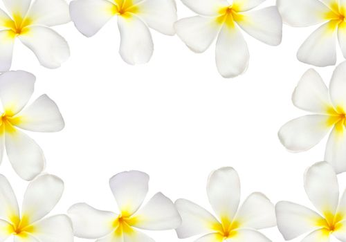 Frangipani flower frame isolated on white background