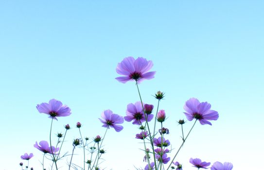 Beautiful Pink flower with blue sky