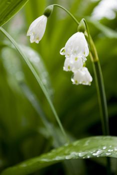 lilly of the valley flower in garden