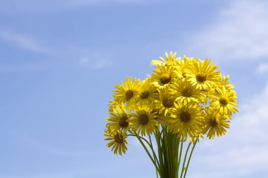 Bouquet of yellow aster flowers