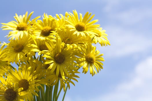 Bouquet of yellow aster flowers against blue sky