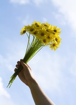 Yellow daisy flowers on woman hand against blue sky