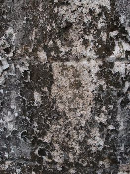 Dry lichen cover on old concrete wall surface