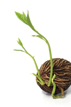 Grow seed on white background