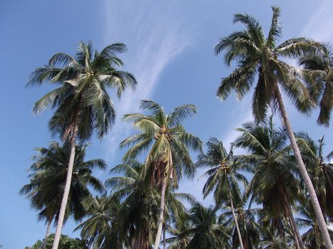 Looking up at coconut trees against blue sky