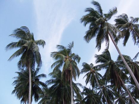 Looking up at coconut trees against blue sky