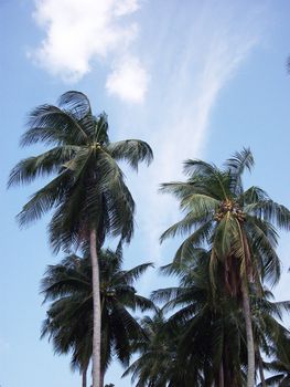 Looking up at coconut trees against blue sky