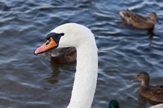High resolution image. Ducks and swans on the bank of lake.