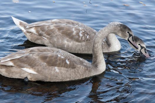 High resolution image. The swan floats on lake. White swan.