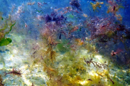 Underwater algae, mud near the shore. Caspian Sea.