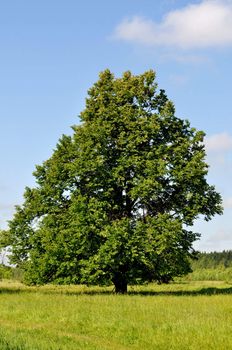 Country summer landscape with solitary lime-tree on a pasture