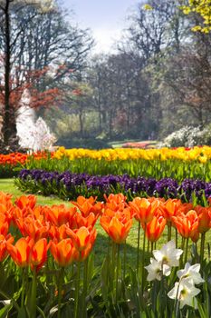 Spring in park with with beautiful flamy orange tulips in foreground