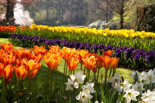 Spring in park with with beautiful flamy orange tulips in foreground