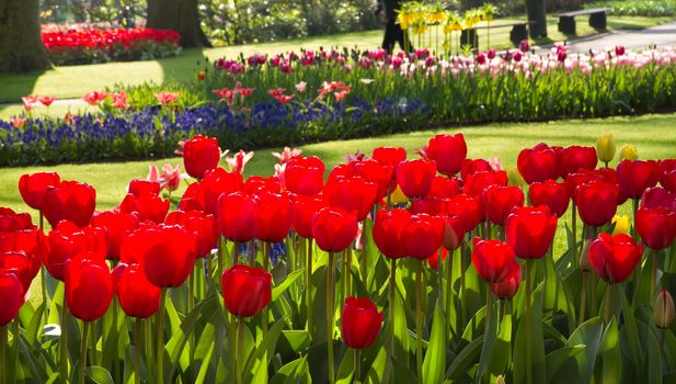 Spring in park with with beautiful flamy red tulips in foreground - horizontal