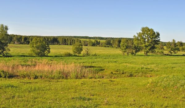 Country summer landscape with pasture and forest on background in the evening