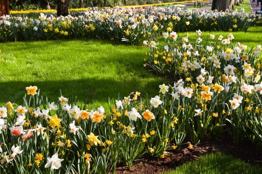 Spring in park with flowering white and yellow daffodils