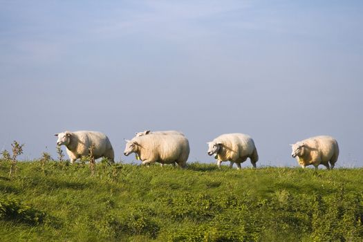 Countryside and flock of sheep in a row passing by
