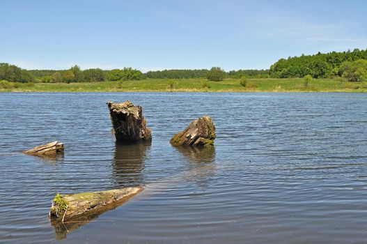 View of lake with old stumps on foreground