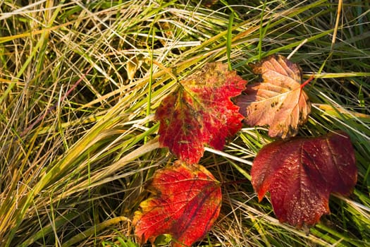 Autumn sunshine, yellow grass and red fallen leaves