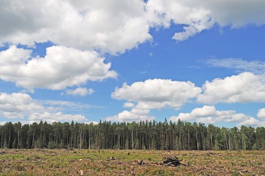 Big clearing in mixed forest, white clouds in blue sky