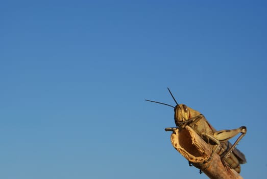 Grasshopper photographed on a piece of reed. With a blue sky in the background.