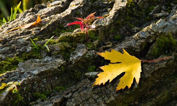 Growings on treebark of fallen tree in autumn with leaves 