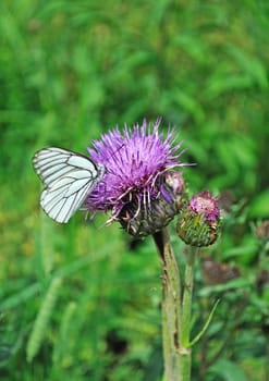 Blooming purple thistle flower with white butterfly