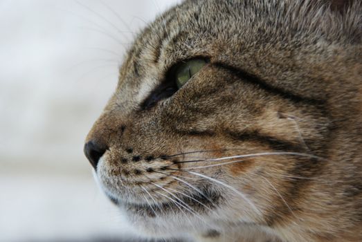 Cat photographed in profile. With a white background in the natural environment.