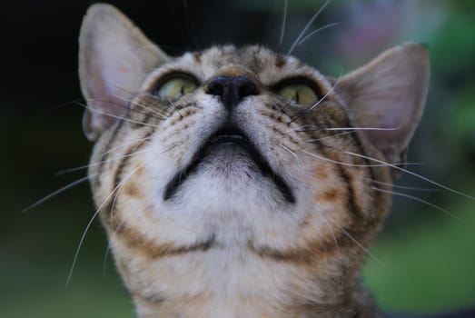 A cat with a tiger pattern. Photographed to look up.