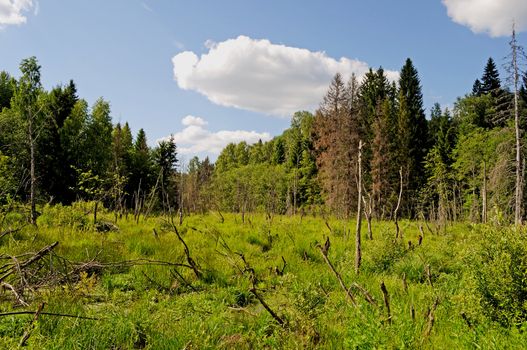 Grassy marshy landscape with dry snags and forest as background