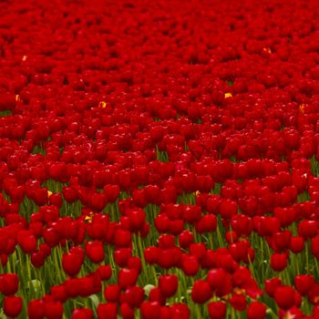 Spring field full of beautiful red tulips