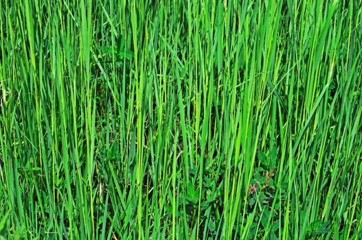 Close up of green grass background on the meadow