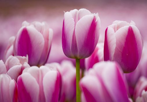 Picture of beautiful pink tulips on shallow deep of field