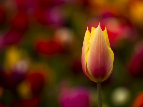 Picture of a beautiful tulip on shallow deep of field