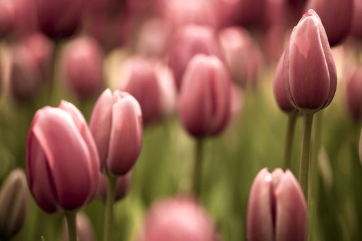 Picture of beautiful tulips on shallow deep of field