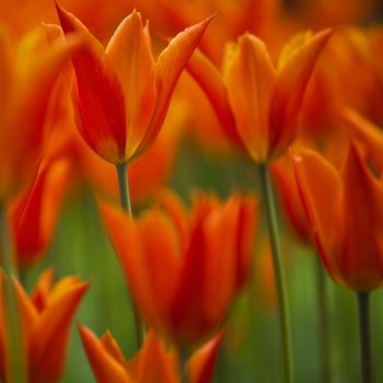 Picture of beautiful tulips on shallow deep of field