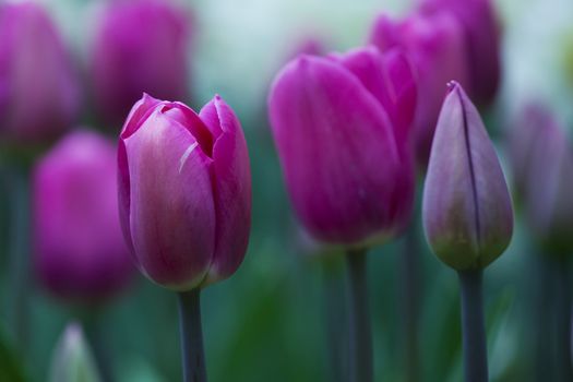 Picture of beautiful tulips on shallow deep of field