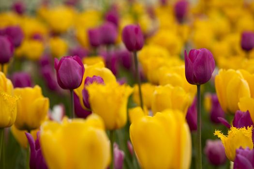 Spring field full of beautiful and colorful tulips on shallow deep of field