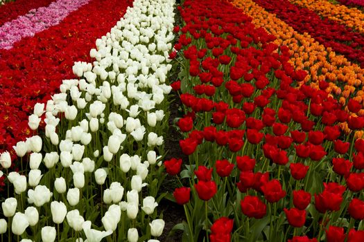 Spring field full of beautiful and colorful tulips