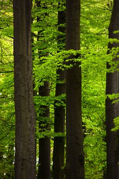 Picture of a beautiful forest with high trunks and green foliage