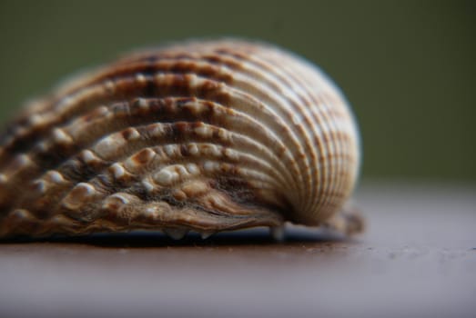 Colorful shell carved with wrinkles and a green background, which symbolizes the grass.