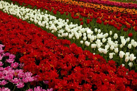 Spring field full of beautiful and colorful tulips