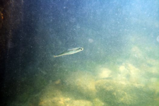 Underwater fish sprat in the lonely sea.