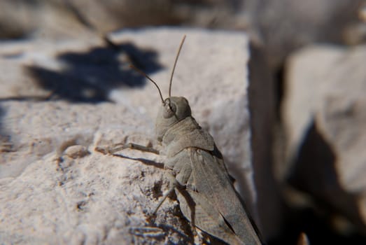 Grasshopper photographed in their natural environment. On the rock. With color fit into the environment.