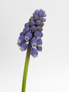 Purple flower photographed with a white background. Close-up. Macro.