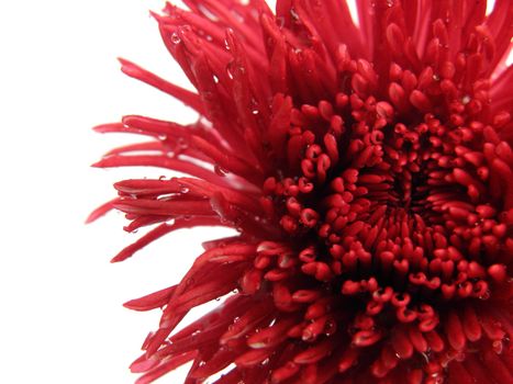 Red flower located on the right edge of the photo. With drops of water on it. Photographed up close on a white background.