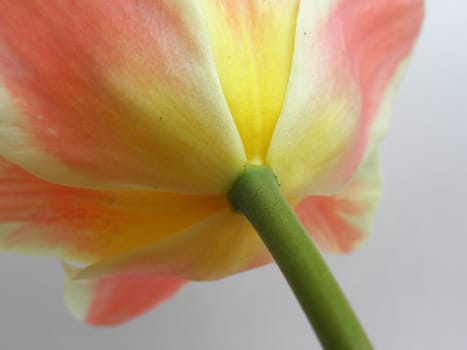 Colorful Tulip flower photographed from below, close-up.