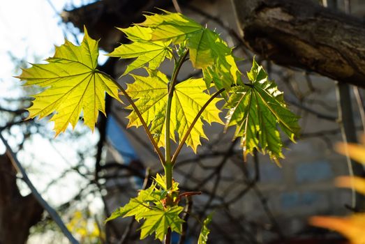 Maple leaves backlit