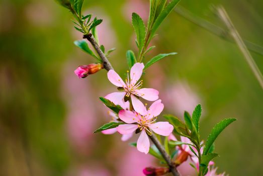 Close-up shot of the blooming cherry branch