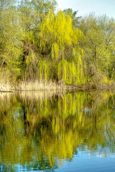 Landscape with trees reflected in pond. HDR image